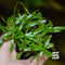Stargrass Heteranthera zosterifolia