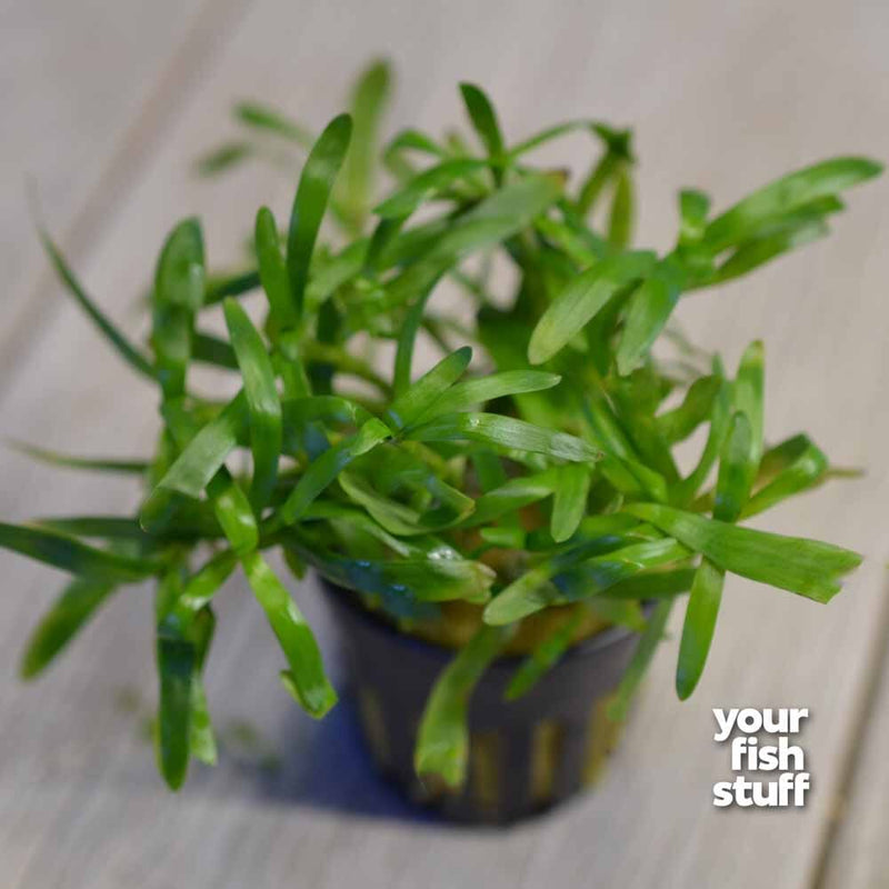 Stargrass Heteranthera zosterifolia