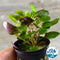 Midground Plant Bundle