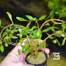Ludwigia Inclinata Cuba