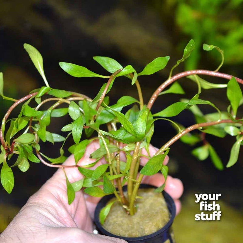 Ludwigia Inclinata Cuba