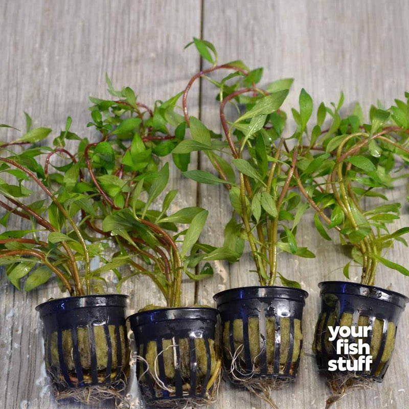Ludwigia Inclinata Cuba