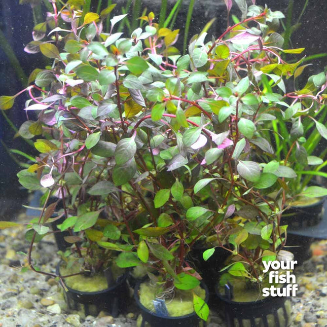 Ludwigia sp. Super Red Mini Live Aquiarium Plant