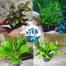Midground Plant Bundle