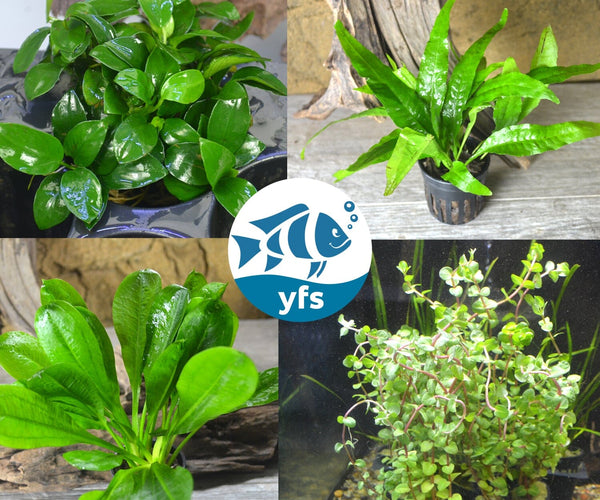 house plant bundles Mixed Plant Bundle – Your Fish Stuff