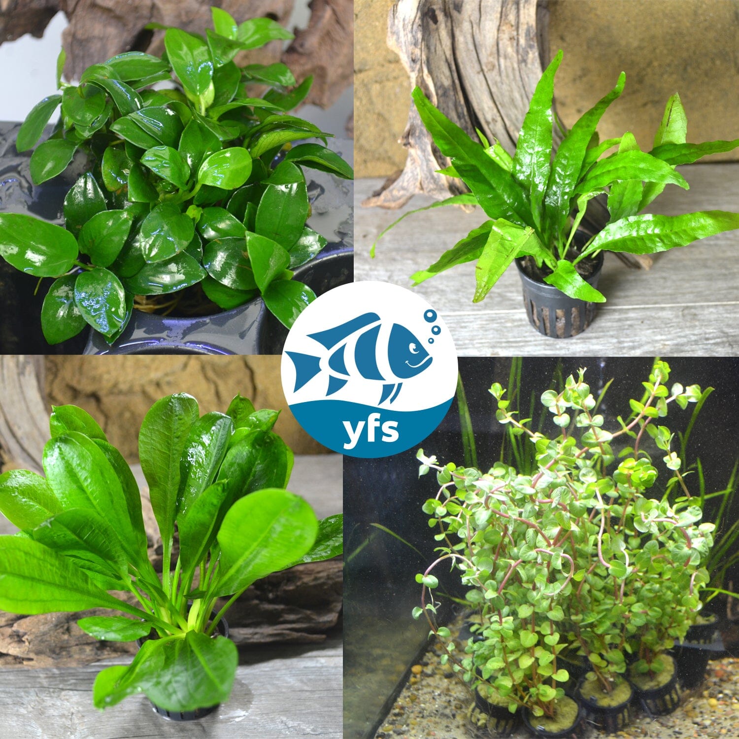 house plant bundle Mixed Plant Bundle – Your Fish Stuff