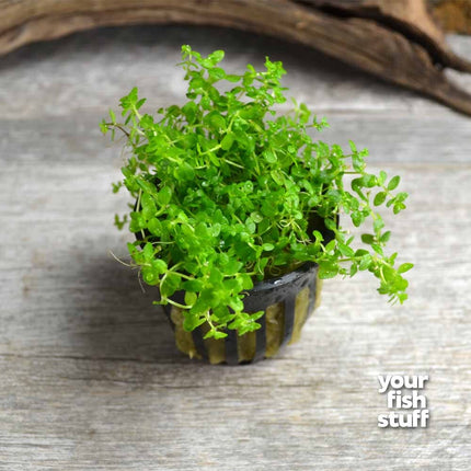 Pearl Weed (Hemianthus Micranthemoides)