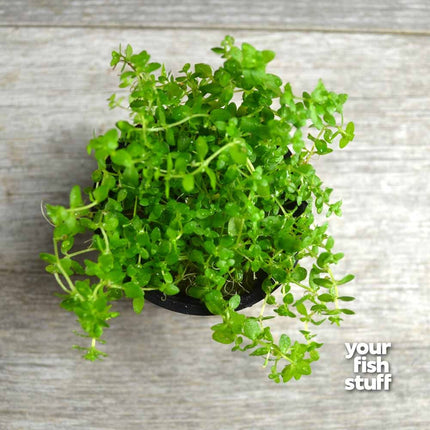 Pearl Weed (Hemianthus Micranthemoides)