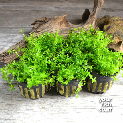 Pearl Weed (Hemianthus Micranthemoides)