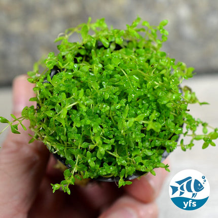 Mixed Plant Bundle