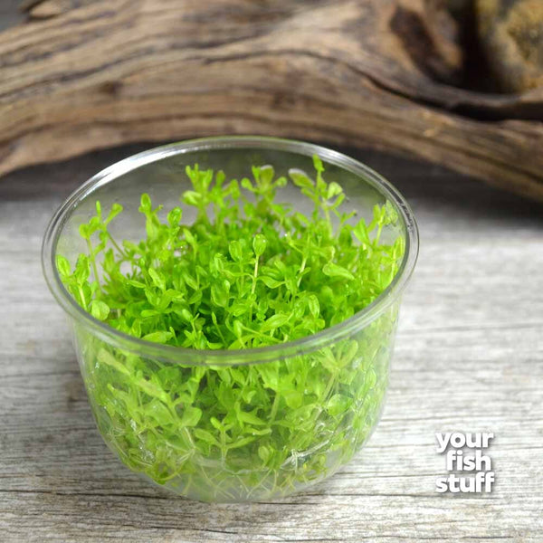 Pearl Weed (Hemianthus Micranthemoides) Tissue Culture