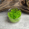 Pearl Weed (Hemianthus Micranthemoides) Tissue Culture