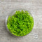 Pearl Weed (Hemianthus Micranthemoides) Tissue Culture