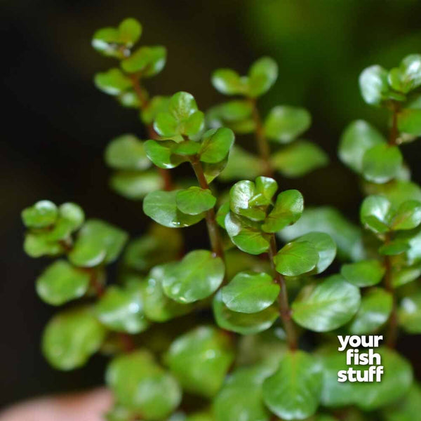 Rotala Vietnam