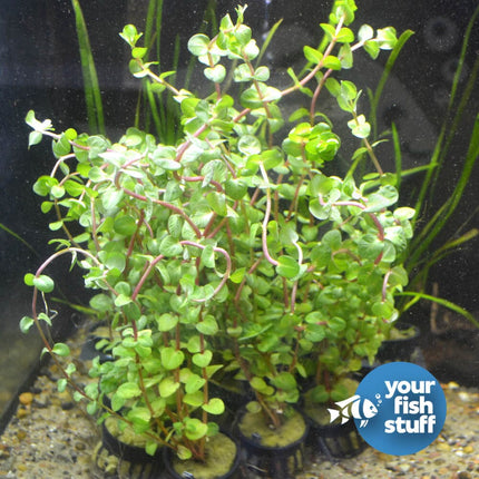 Mixed Plant Bundle