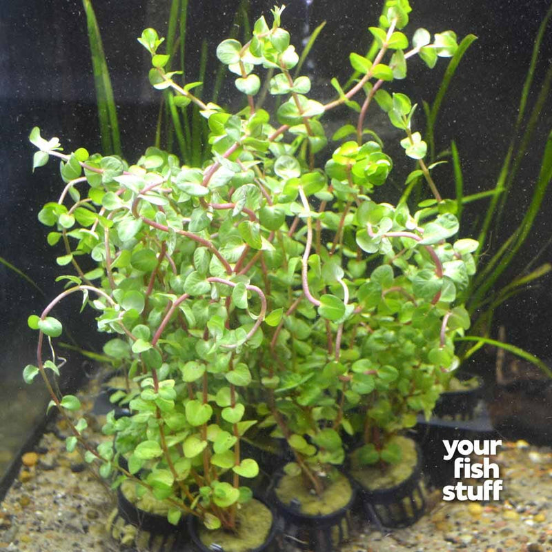 Rotala indica (rotundifolia) Red