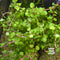 Rotala indica (rotundifolia) Red