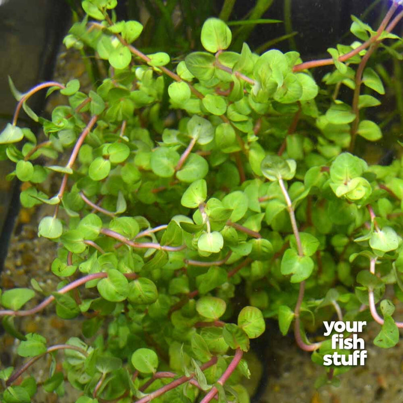 Rotala indica (rotundifolia) Red