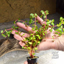 Rotala indica (rotundifolia) Red