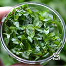 Staurogyne repens Tissue Culture