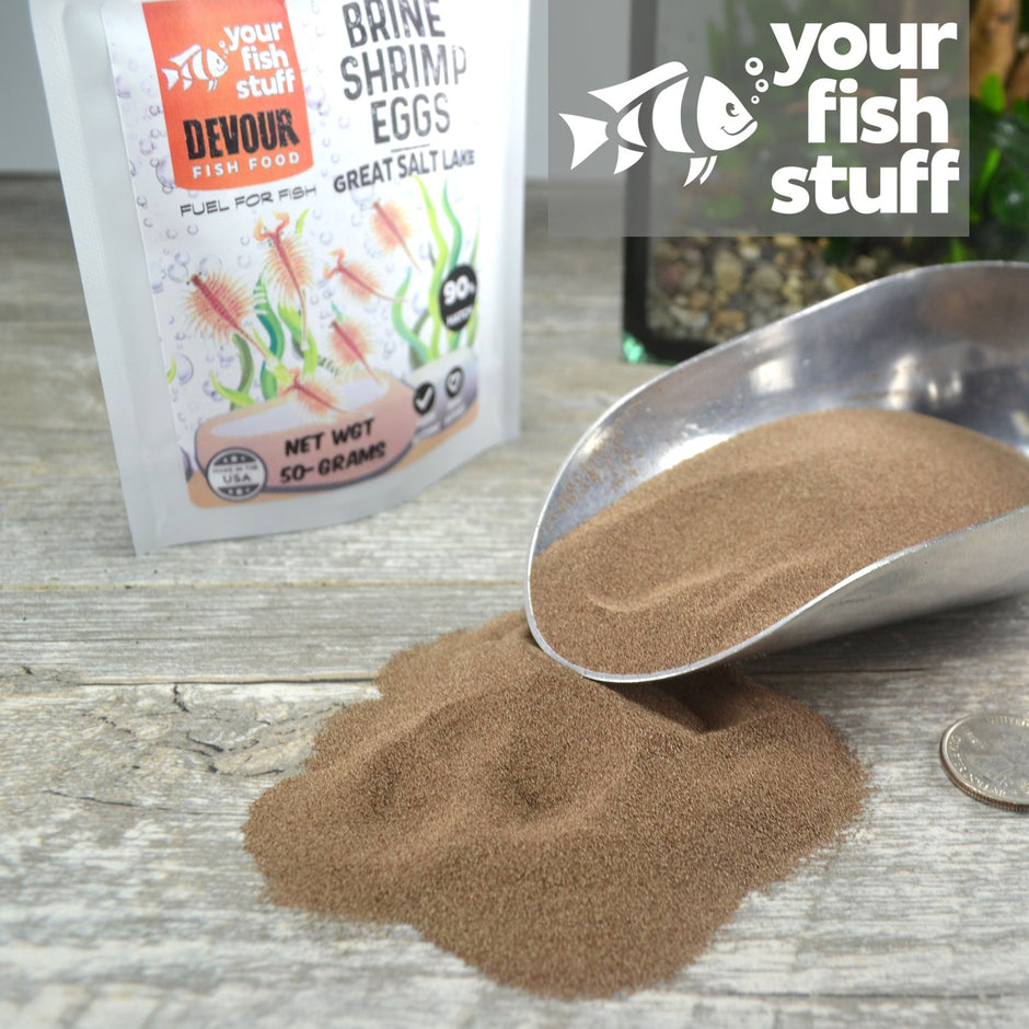 Brine Shrimp Eggs – Premium Great Salt Lake Artemia Cysts for Hatching ... - Feeding Live Brine Shrimp Cysts To Saltwater Fish