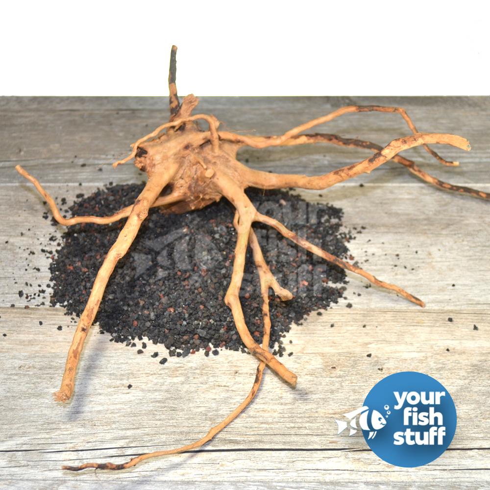 spider wood plant Spiderwood – Your Fish Stuff