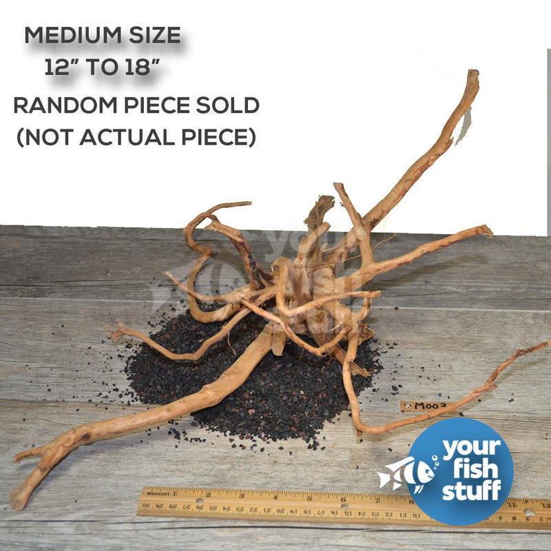 Spiderwood S (21-30cm)