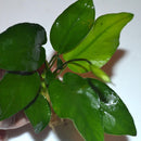 Anubias barteri var. nana