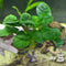 Anubias barteri Round Golden Coin