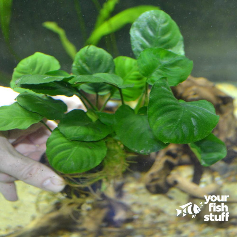 Anubias barteri Round Golden Coin