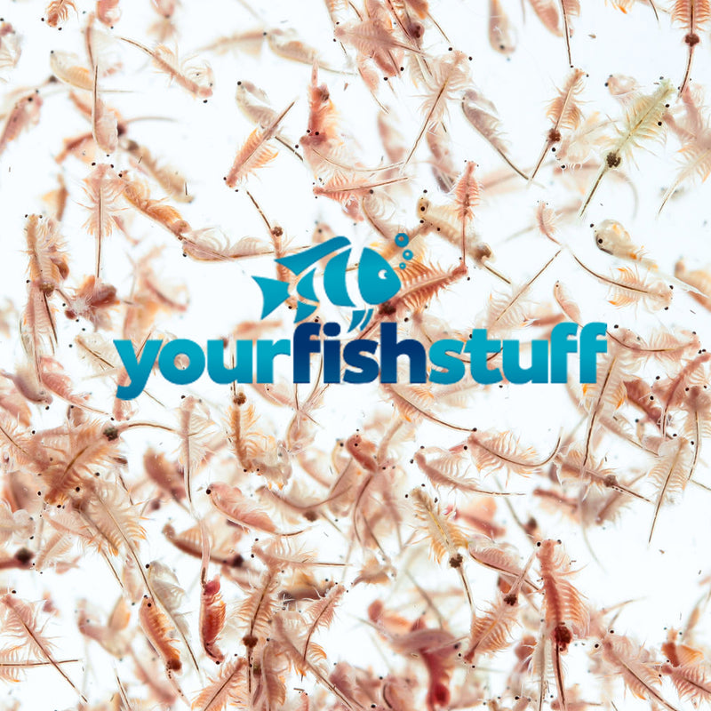 YFS Brine Shrimp Eggs Fish Food