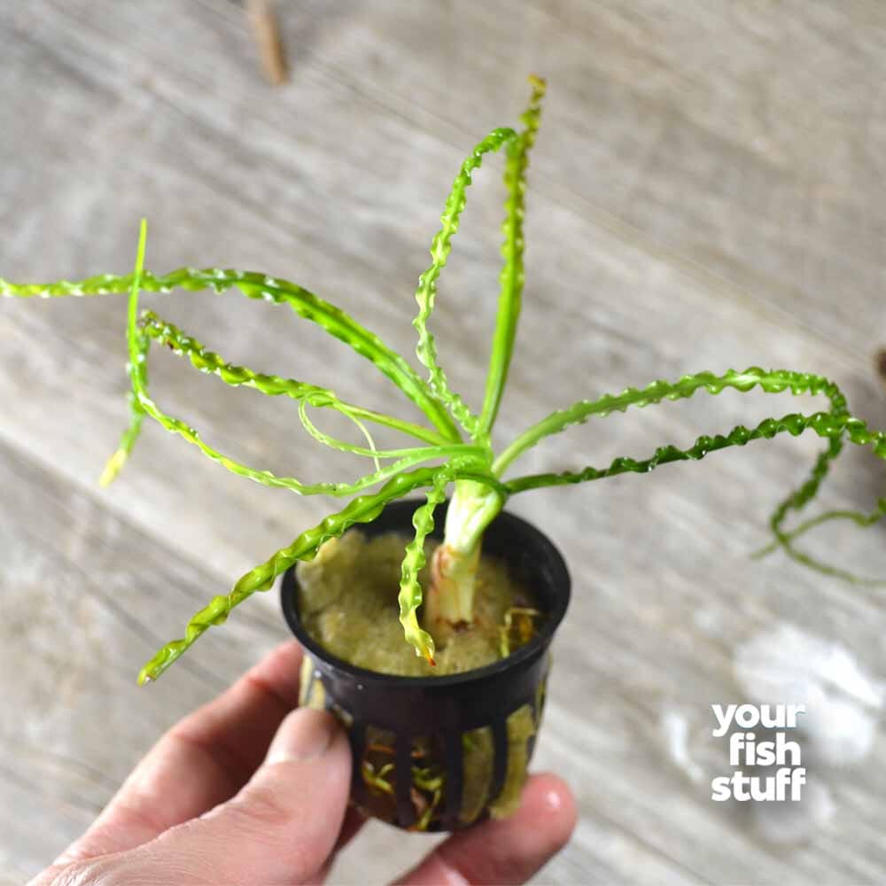 succulent bulb plants Crinum calamistratum – Ruffled Leaf Aquarium Bulb Plant – Your Fish Stuff