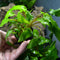 Cryptocoryne wendtii green