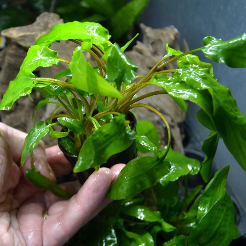 Cryptocoryne Wendtii Green Your Fish Stuff Cryptocoryne Wendtii Green Your Fish Stuff