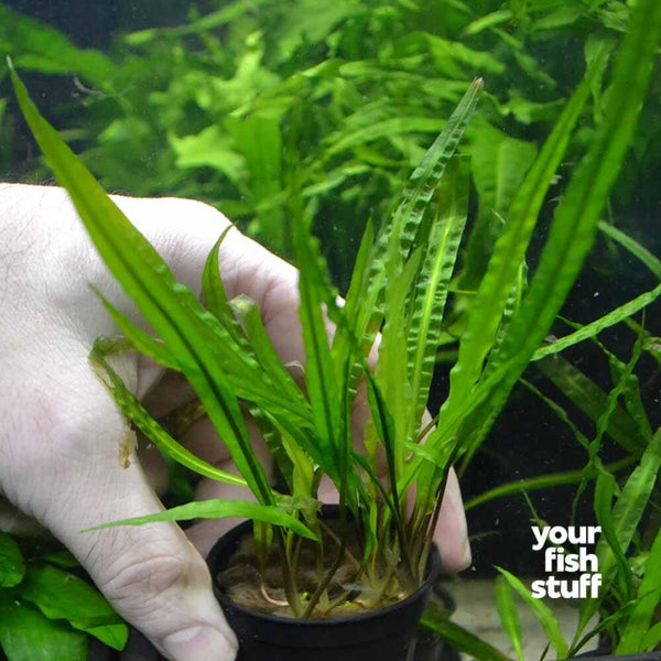 Cryptocoryne balansae Live Aquarium Plant