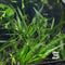 Cryptocoryne balansae Live Aquarium Plant