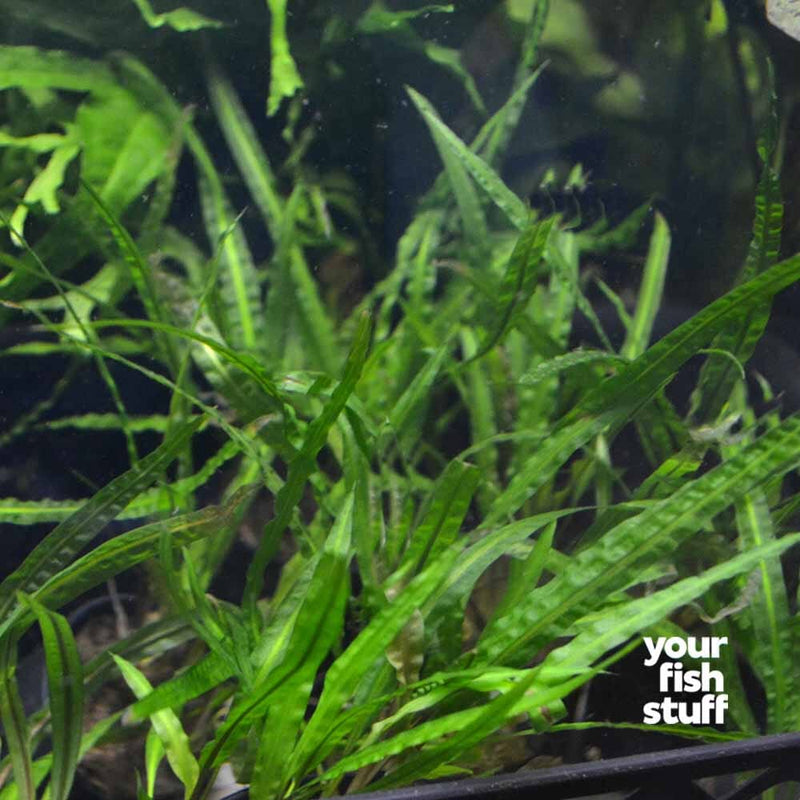 Cryptocoryne balansae Live Aquarium Plant