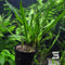 Cryptocoryne balansae Live Aquarium Plant