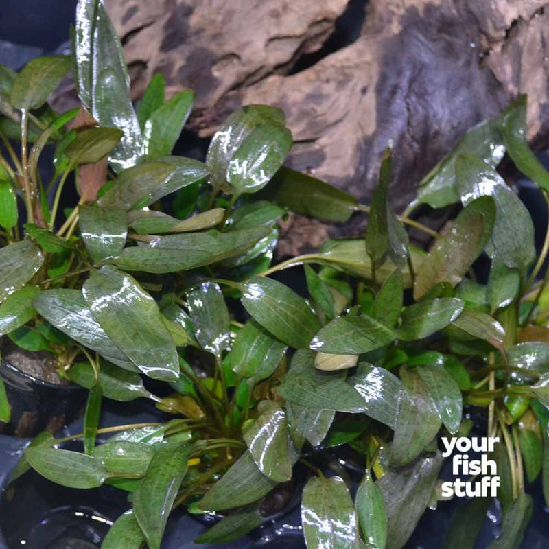 Cryptocoryne wendtii brown (indo)