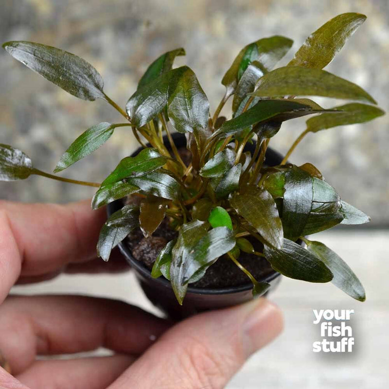 Cryptocoryne wendtii brown (indo)