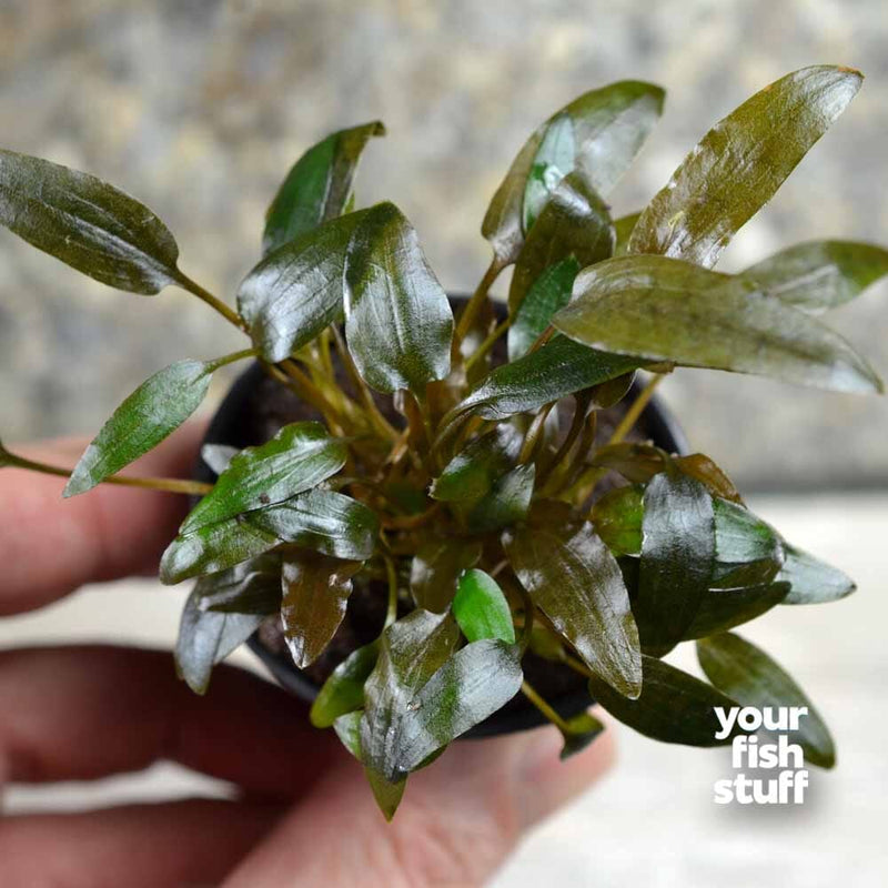 Cryptocoryne wendtii brown (indo)