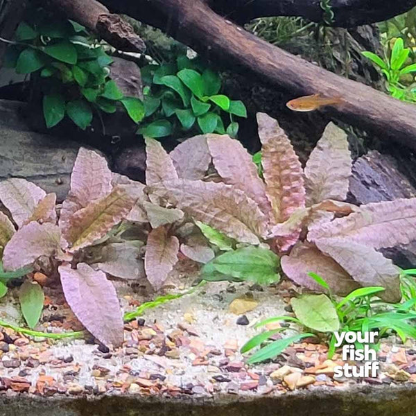 Cryptocoryne flamingo Live Aquarium Plant