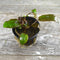 Cryptocoryne flamingo Live Aquarium Plant