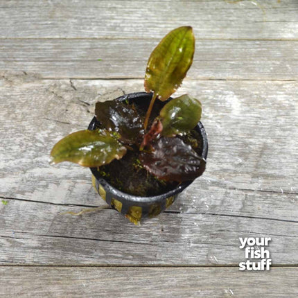 Cryptocoryne 'Flamingo'