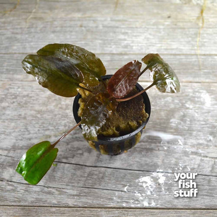 Cryptocoryne 'Flamingo'