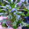 Cryptocoryne lucens Live Aquarium Plant