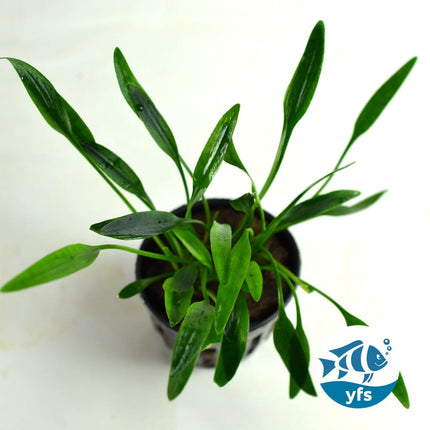 Midground Plant Bundle