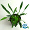 Midground Plant Bundle