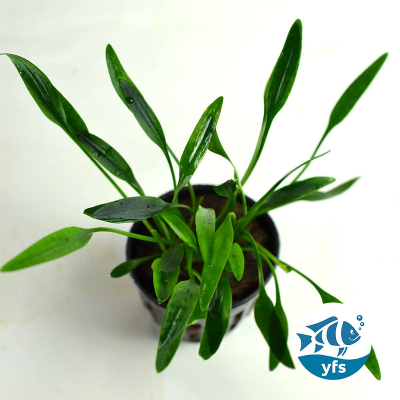 Midground Plant Bundle