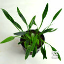 Cryptocoryne lucens Live Aquarium Plant